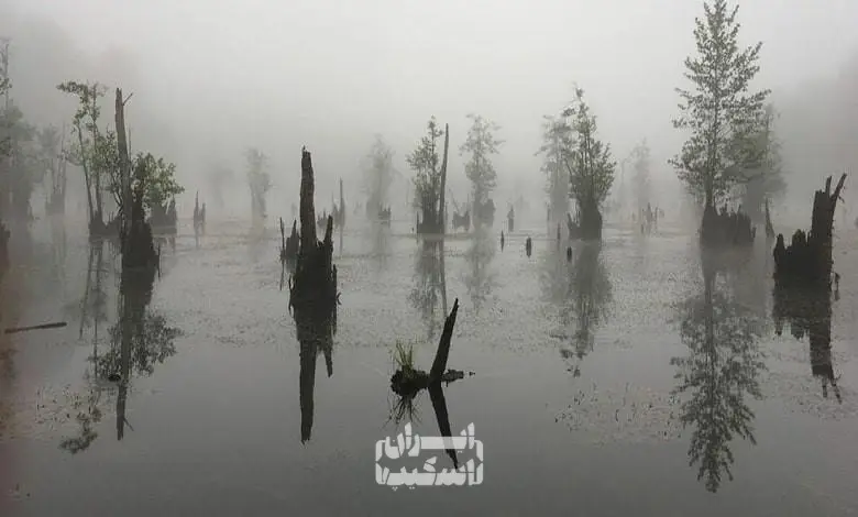 منظره مهآلود تالاب ارواح نوشهر با درختان بیرونزده از آب